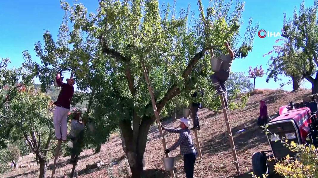 Aylarca depolarda bekletildi: Şimdi tezgahları süsleyecek! Ankara armudunun ilginç yolculuğu şaşırttı 15